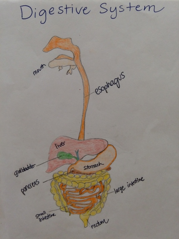 Digestive System - Human Anatomy Project